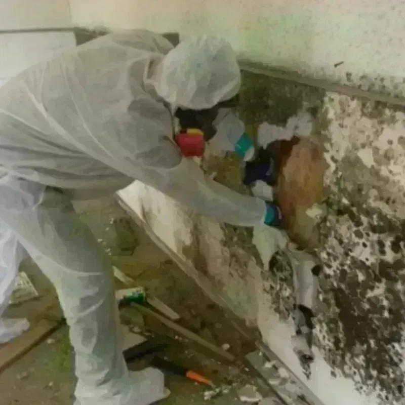 Mold Remediation and Removal in Erwin, NC